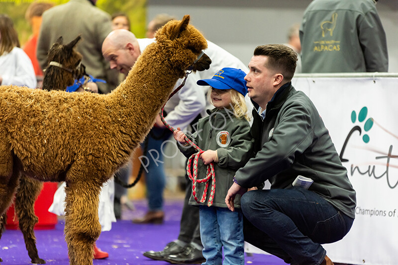 IWP0696 
 BAS National Show 2024 
 Keywords: British Alpaca Society, National Show, 2024, Champion of Champions Fleece Show, Alpaca, Suri, Huacaya