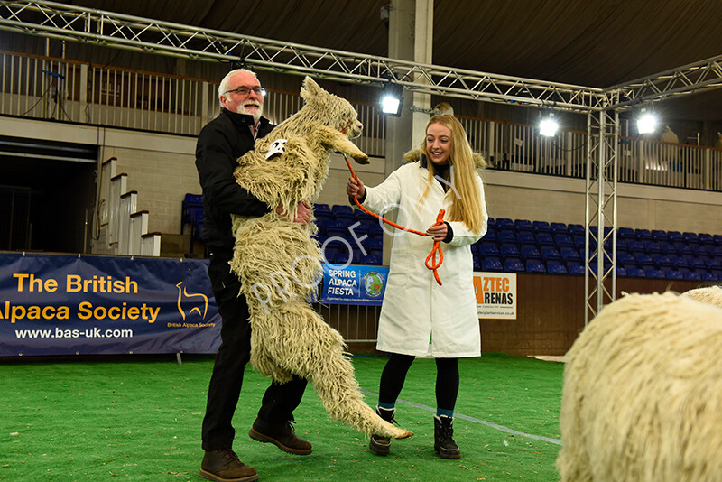 IWP8146 
 HoEAG Spring Fiesta 2022 
 Keywords: Surrey Photographer, Alpacas, Suri, Huacaya, HoEAG, Spring Fiesta, 2022, Heart of England Alpaca Group