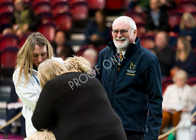 IWM4706 
 BAS National Show 2022 
 Keywords: Surrey Photographer, Alpacas, Suri, Huacaya, BAS National Show 2022, BAS' British Alpaca Society