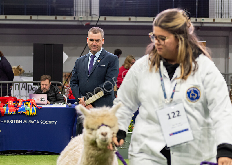 IWP0434 
 BAS National Show 2024 
 Keywords: British Alpaca Society, National Show, 2024, Champion of Champions Fleece Show, Alpaca, Suri, Huacaya