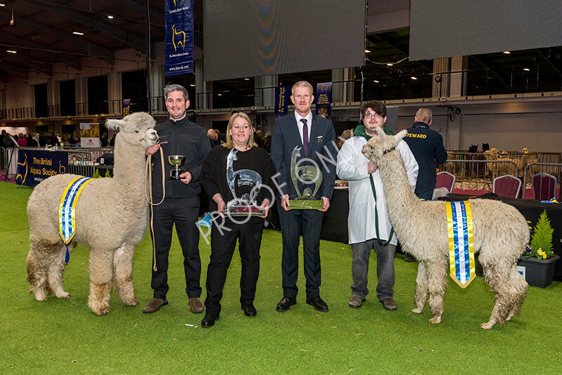 IWM6092 
 BAS National Show 2022 
 Keywords: Surrey Photographer, Alpacas, Suri, Huacaya, BAS National Show 2022, BAS' British Alpaca Society