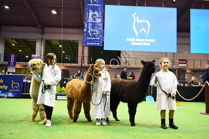 IWM5723 
 BAS National Show 2022 
 Keywords: Surrey Photographer, Alpacas, Suri, Huacaya, BAS National Show 2022, BAS' British Alpaca Society