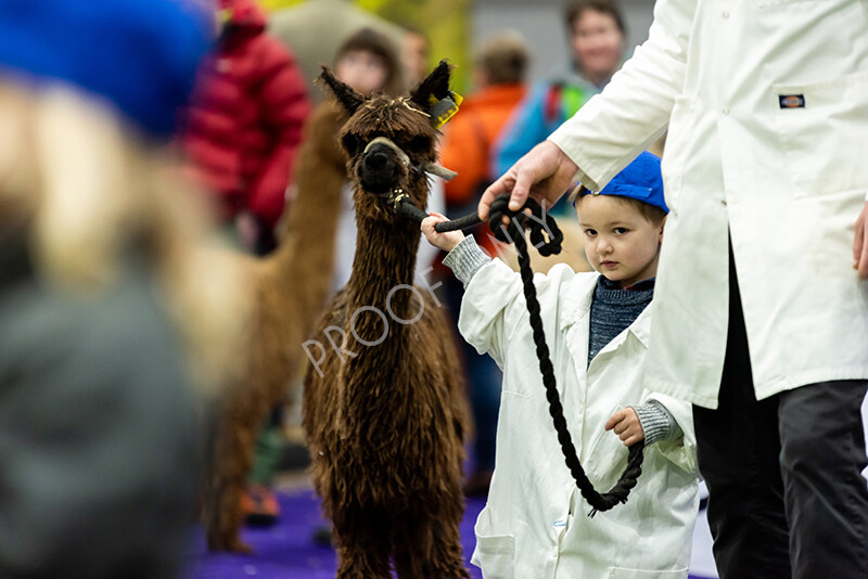 IWP0705 
 BAS National Show 2024 
 Keywords: British Alpaca Society, National Show, 2024, Champion of Champions Fleece Show, Alpaca, Suri, Huacaya