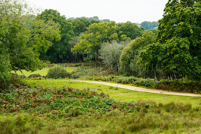 IWM8950 
 NEW FOREST 
 Keywords: INGRID WEEL MEDIA LTD, CORPORATE PHOTOGRAPHY SURREY, BUSINES PHOTOGRAPHY, WEDDING PHOTOGRAPHY, FINE ART PHOTOGRAPHY, FAMILY PHOTOGRAPHY, SOCIAL, TREES, LANDSCAPES