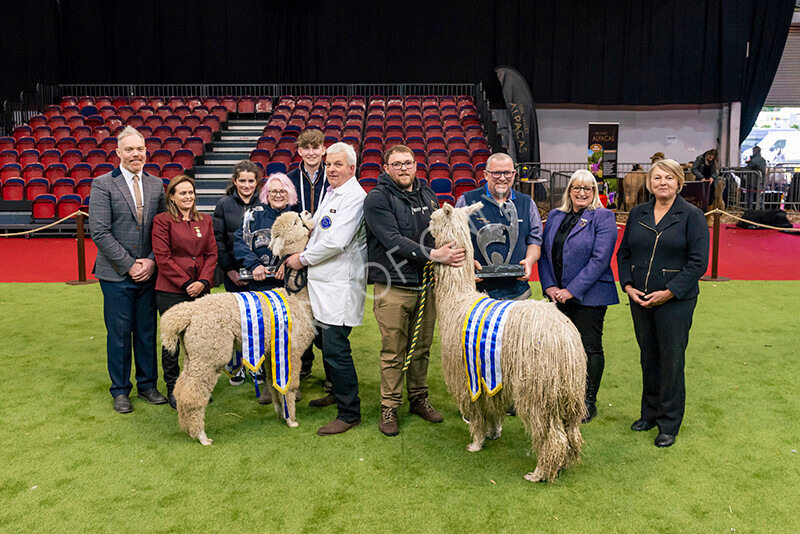 IWM0305 
 Photography of BAS National Show 2023 
 Keywords: Surrey Photographer, Alpacas, Suri, Huacaya, 2023, BAS, British Alpaca Society, Alpaca, Suri, Huacaya, Fleece Judging, Halter Show