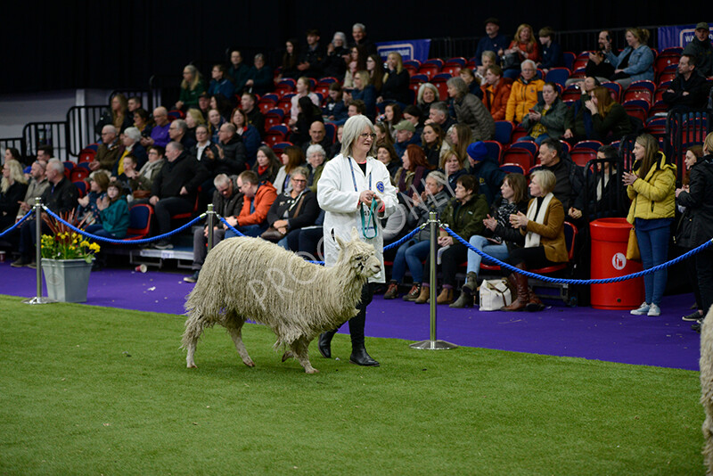 IWM5835 
 BAS National Show 2024 
 Keywords: British Alpaca Society, National Show, 2024, Champion of Champions Fleece Show, Alpaca, Suri, Huacaya