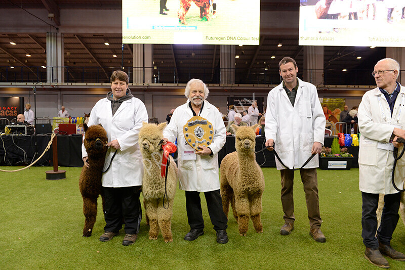 IWM9587 
 Photography of BAS National Show 2023 
 Keywords: Surrey Photographer, Alpacas, Suri, Huacaya, 2023, BAS, British Alpaca Society, Alpaca, Suri, Huacaya, Fleece Judging, Halter Show