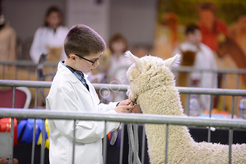 IWM9882 
 Photography of BAS National Show 2023 
 Keywords: Surrey Photographer, Alpacas, Suri, Huacaya, 2023, BAS, British Alpaca Society, Alpaca, Suri, Huacaya, Fleece Judging, Halter Show