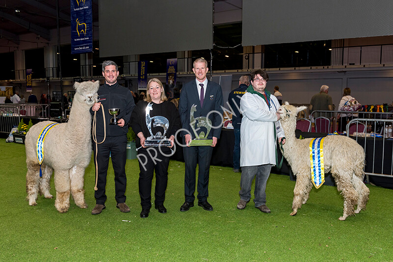 IWM6085 
 BAS National Show 2022 
 Keywords: Surrey Photographer, Alpacas, Suri, Huacaya, BAS National Show 2022, BAS' British Alpaca Society